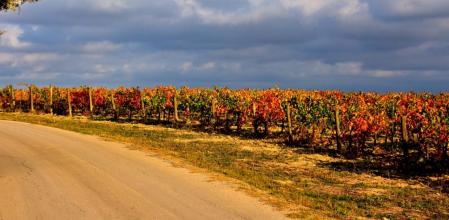 Paisaje de viñas en el Alt Penedès.