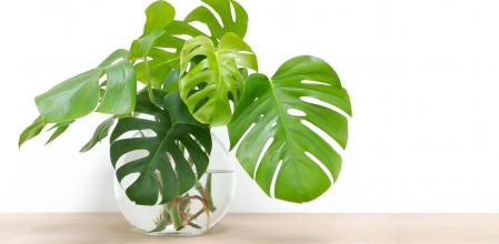 clean image of propagation of Philodendron Monstera, Swiss Cheese Plant leaves, cuttings in water rooting in glass vase, copy space