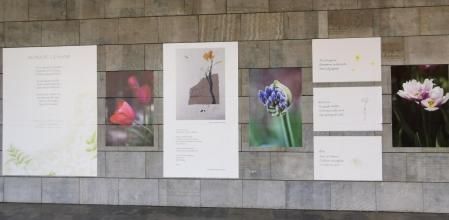 Exposición Flors per la Pau en la fachada de la Biblioteca Ramon Bordas i Estragués de Castelló d'Empúries.