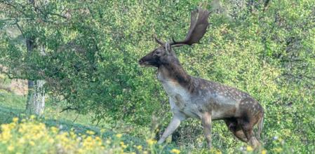 Gamos en el bosque de Albanyà.
