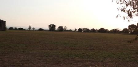 Reto visual: ¿Cuántos busardos ratoneros eres capaz de ver en esta fotografía?