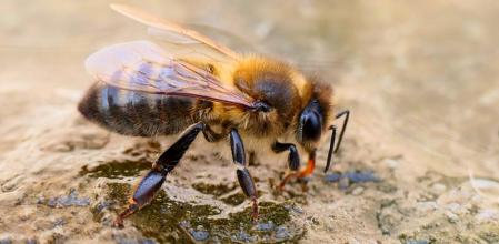 Abeja recogiendo agua en el huerto del monasterio de Pedralbes de Barcelona.
