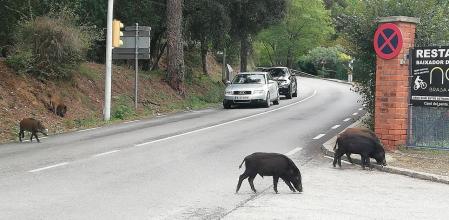 Coches parados ante un grupo de jabalíes en Collserola.