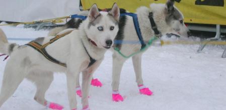 Dos de los perros de uno de los trineos participantes en la Femundløpet.
