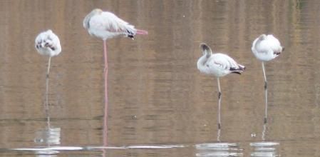 Flamencos sobre una pata en el Delta del Llobregat.
