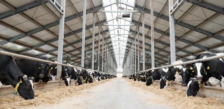 Two long rows of livestock eating hay inside large contemporary farmhouse without any workers or staff around