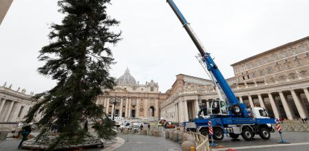 Colocación del abeto en la Plaza de San Pedro, este jueves