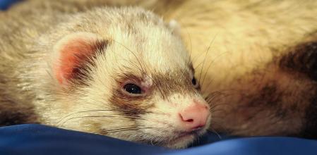 Los hurones necesitan muchas horas de sueño en completa oscuridad.