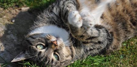 Evitar la obesidad del gato es fundamental para prevenir posibles enfermedades derivadas del sobrepeso.