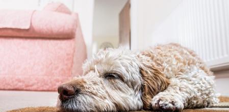 Algunos perros duermen en el suelo para refrescarse en verano, o cerca de una fuente de calor en invierno.