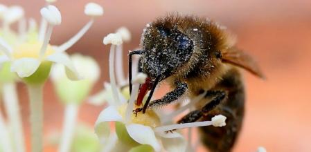 Abeja revitalizándose gracias al polen.