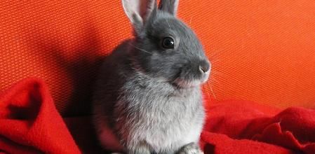 Un conejo puede entrar en estado de shock por culpa del miedo.