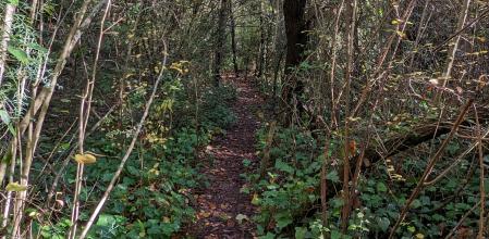 Sendero del Bosqe de la Nau.