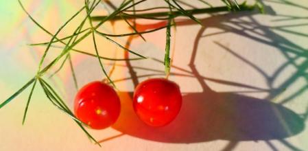 Semillas de espárragos.