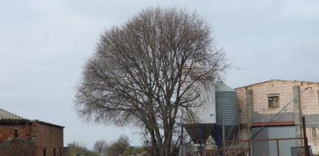 Reto visual: ¿Cuántas palomas turcas puedes ver?