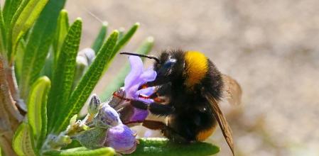 Abejorro en la flor de lavanda.