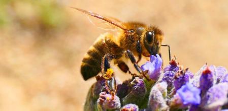 Abeja en la flor en pleno invierno.