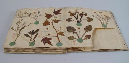 Algunos de los especímenes de herbarios contienen semillas que podrían ser utilizadas para recuperar especies que se consideran extintas .