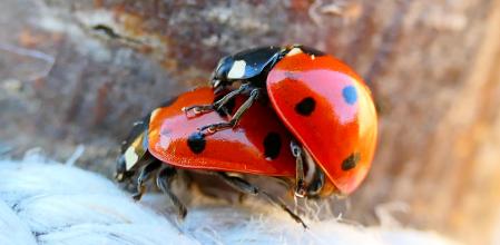 Mariquitas copulando en pleno invierno.