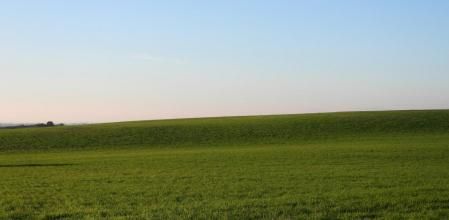 Reto visual: ¿Cuántas perdices puedes ver en este campo de Altet?
