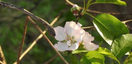 Almendro en flor a principios de enero, en Mijas.