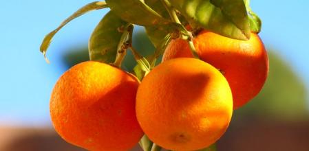 Naranjas del monasterio de Pedralbes.