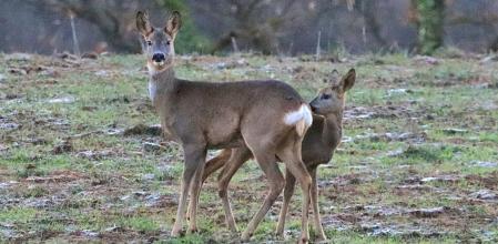 Los corzos escarchados de Muntanyola.