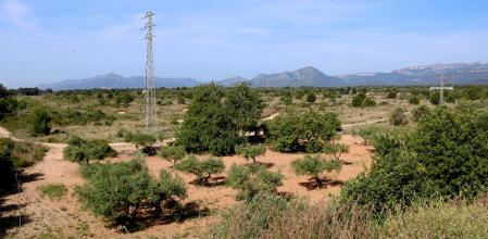 Terrenos en los que la coreana Iljin construirá su fábrica en Mont-roig del Camp