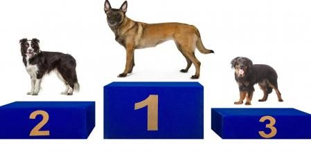 Pastor belga Malinois, border collei y howard, las tres razas mejor clasificadas en las pruebas del nuevo etudio .