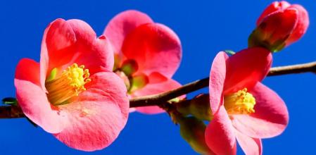 Membrillo japonés del monasterio de Pedralbes de Barcelona.