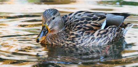 El regreso de Cuaca al monasterio de Pedralbes.