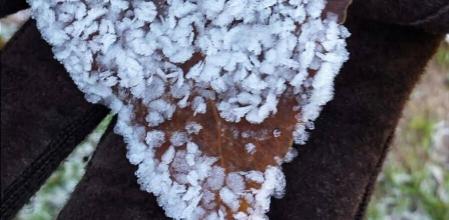 Hoja helada recogida en Cercs.