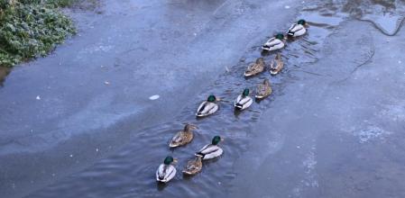 Patos a una en la Riera de Rupit helada.