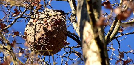 Nido de avispa asiática en los alrededores del pantano de Vallvidrera.