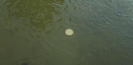 Invierno helado en El Retiro.