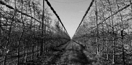 La mágica simetría de los árboles frutales.