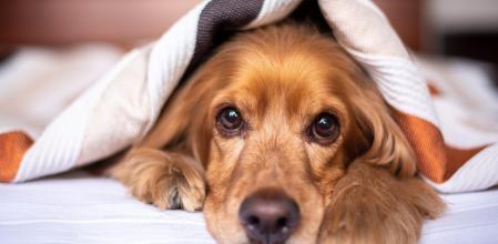 Es habitual que la perra duerma más durante la gestación.