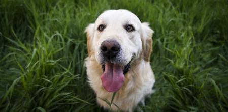 Escoger el método de desparasitación adecuado es fundamental para el cuidado de nuestra mascota.