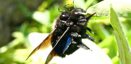 Abejorro azul apareándose en pleno invierno.