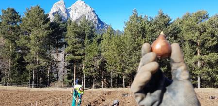 Campo de tulipanes en el Berguedà.