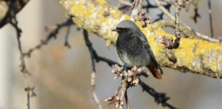 El colirrojo tizón.