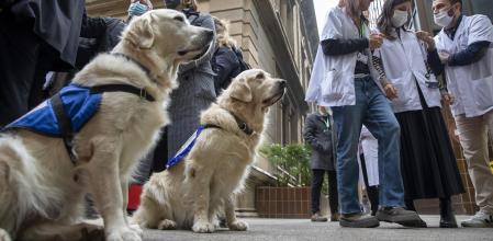 HOSPITAL CLINIC Y PURINA PRESENTAN ESTUDIO QUE CONFIRMA LA EFICACIA DE TERAPIAS ASISTIDAS CON PERROS EN NIÑOS CON TRANSTORNOS DE SALUD MENTAL
