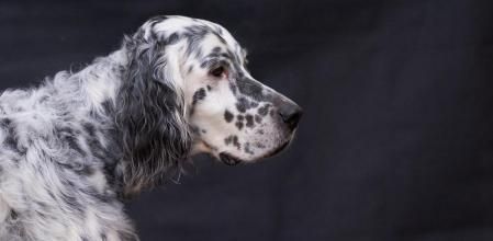 A diferencia del resto de canes, los perros de caza sí podrán pasar más de 24 horas solos sin vigilancia.