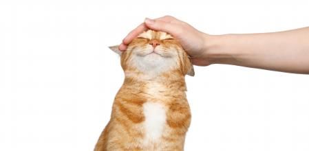 Día Internacional del gato.