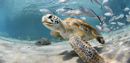 La protección de los océanos depende en buena parte de las negociaciones que ahora reanuda la ONU   ,