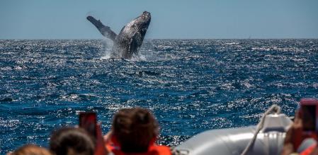 La vida de miles de especies depende de la protección de las aguas y ecosistemas marinos .