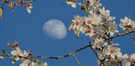 Almendro en flor en Mijas.