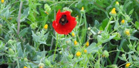 Nace la primera amapola silvestre del año en el campo de Mijas.