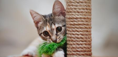 El juego es la forma que tienen los gatos de dar rienda suelta a su conducta predatoria