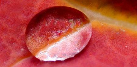 Reflejos naturales de la gota de agua en las hojas de las coles.